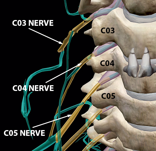 spinal-nerves-foramina-C03-C04-C05-1